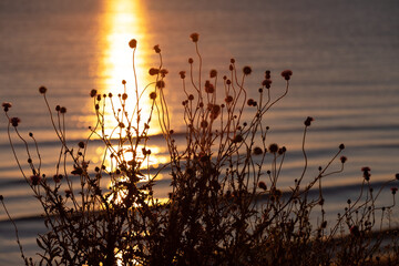 Purple thorn by the sea at sunrise.