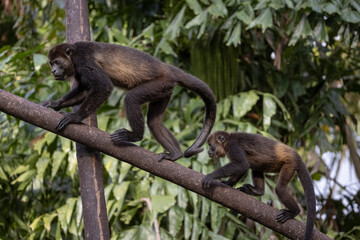 Howler monkeys 