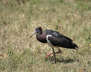 Not all African birds are really 