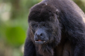 Male howler monkey