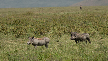 Two wart hogs looking at the camera