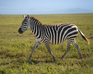 Zebra mom chasing after her young filly