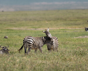 Two zebras wrestling in the grass