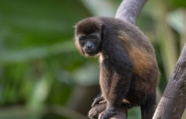 Howler Monkey 