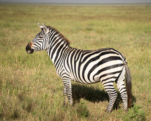 Young male zebra posing for a shot