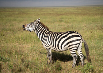 Zebra on the plains scenting the air