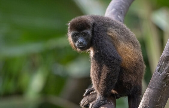 Howler Monkey 