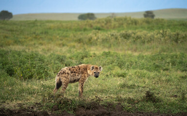 African Spotted Hyena standing in an open field