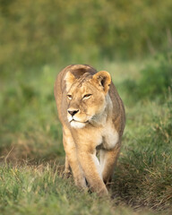 Morning sun on a lioness walking down a path