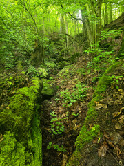 Fototapeta premium WildT aiga Ancient Grove Deep Wilderness