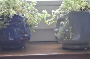 Plants in pots on the windowsill. The concept of interior decoration.