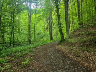 Fototapeta premium WildT aiga Ancient Grove Deep Wilderness