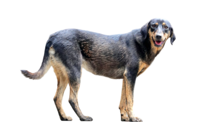 Småland Hound Dog (Smålandsstövare) Isolated on a Transparent Background PNG