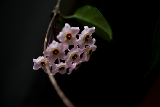 climbing flower, Hoya carnassial bloomed for the first time on my balcony
