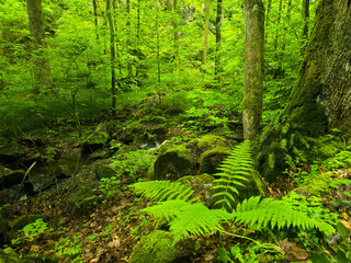 WildT aiga Ancient Grove Deep Wilderness