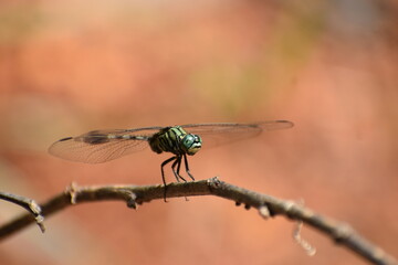 close up of a dragonfly