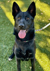 Black Husky Mix with Upright Ears Sitting on Turf