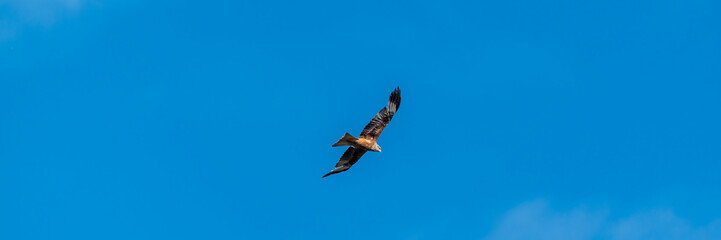 Ein fliegender Milan vor blauem Himmel