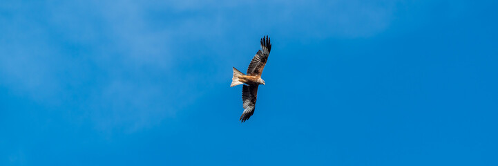 Ein fliegender Milan vor blauem Himmel