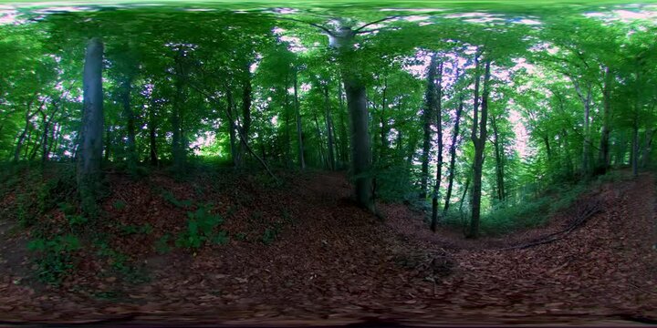 VR 360 view: Forest in summer