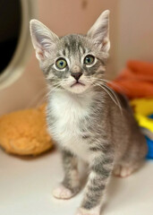 Gray and White Tabby Kitten Tilting Head