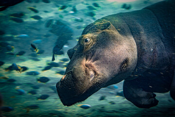 hippopotamus in the sea