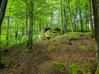 Fototapeta premium Forest Gaze forest landscape nature