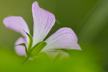 Close-up of the flower of the blood-red cranesbill wrapped in green color, pink flower of Geranium sanguineum, pink petals of the bloody cranesbill, spring flowers in full bloom