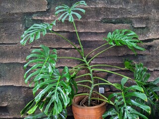 Potted monstera plant with glossy split leaves placed against a textured stone wall, showing natural indoor tropical decor elements.