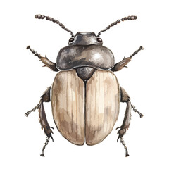 Watercolor Style Beetle with Segmented Antennae and Textured Elytra