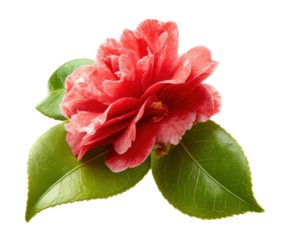 Beautiful camellia flower with vibrant red petals and leaves, cut out transparent 