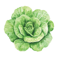 Watercolor style butter lettuce head with layered leaves and soft green hues