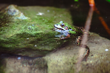 Frosch