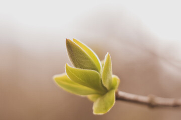 Kwitnąca roślina © Aleksandra