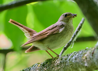 A female Eastern nightingale with a catch.