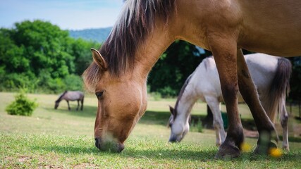 Fototapeta premium Horses grazing outdoors on the grass
