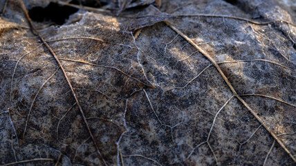 Frost on the Old Maple Leaves An Enchanting and Captivating Winter Scene Embraced by the Beauty of Nature