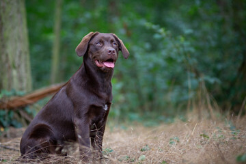 Happy Labrador Exploring Nature