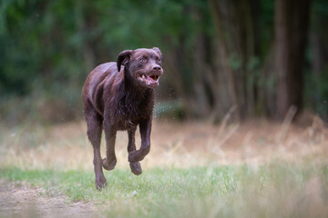 Happy Labrador Exploring Nature