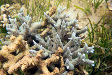 Photo of coral reef