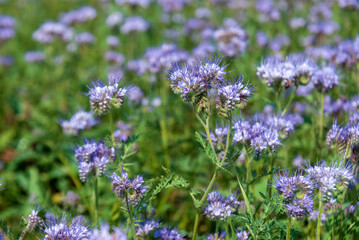 Obraz premium Phacelia tanacetifolia flowers in a field in summer.