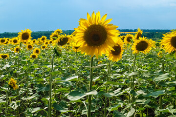 Field of sunflowers. Composition of nature. Sunflower natural background, Sunflower blooming field, Sunflower oil.