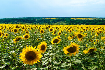 Field of sunflowers. Composition of nature. Sunflower natural background, Sunflower blooming field, Sunflower oil.