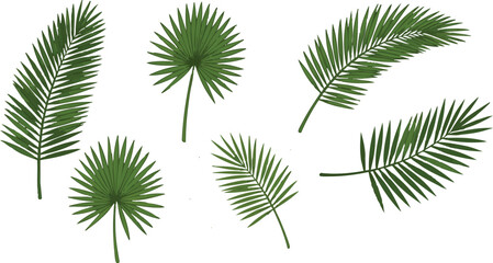 A collection of various green palm leaves isolated on a white background art