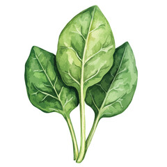 Obraz premium Watercolor Trio of Vibrant Spinach Leaves