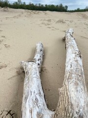 dead tree on the beach