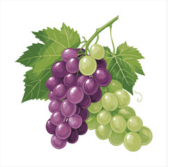 Grape Vector