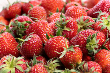 Close-up of Homegrown Handpicked Fresh Strawberries