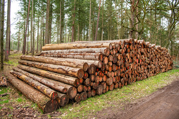 Timber harvesting. Stack of cut wood. Wood log, timber logging. Harvest of timber. Lumber industry business. Deforestation. Tree log forest. Pine tree log. Softwood lumber. Deforestation and logging