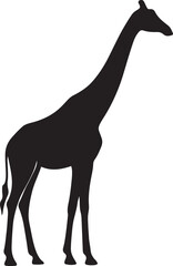 Giraffe silhouette black white elegant, Tall animal graceful wildlife pose